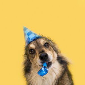 The Dream DIY Party Box