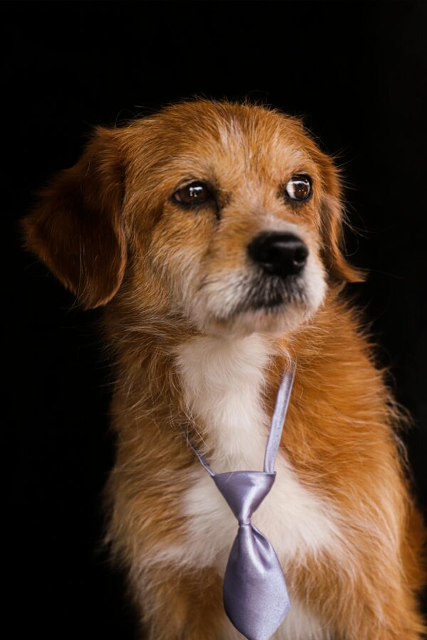 Whisker Shots Photo Session